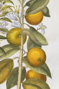 Orange with flowers, hand-coloured copperplate engraving by Basilius Besler