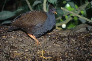 Orange-footed scrubfowl (Megapodius reinwardt)