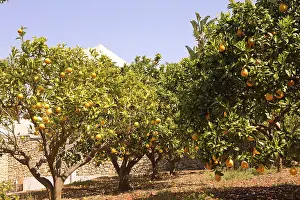 Orange grove, orange trees, Moraira