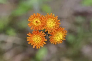 Orange hawkweed, orange-red hawkweed (Hieracium aurantiacum)