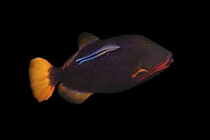 Orange-lined triggerfish