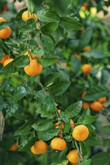 Orange mandarin on the tree. Ripe tangerine