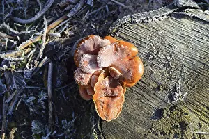 Orange mushrooms on a stub. New life on dead wood