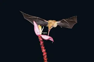 Orange nectar bat (Lonchophylla robusta)