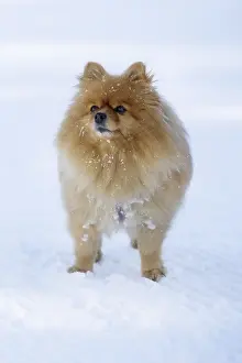 Orange red pomeranian spitz close-up portrait outdoors in winter