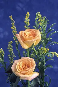 Orange roses, india