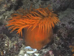 Orange sea anemone with long tentacles