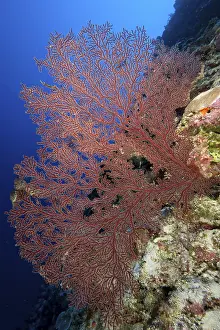 Orange Sea Fan (Acanthogorgia)