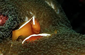 Orange skunk clownfish, Amphiprion dandaracinos