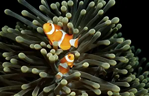 Orange skunk clownfish, Amphiprion ocellaris