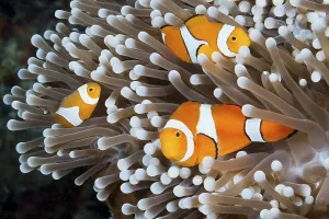 Orange skunk clownfish, Amphiprion ocellaris