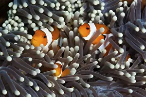 Orange skunk clownfish, Amphiprion ocellaris