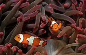 Two orange skunk clownfish, Amphiprion ocellaris