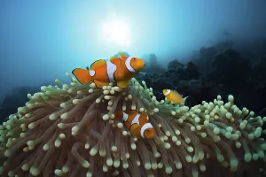 Orange skunk clownfish, Amphiprion ocellaris