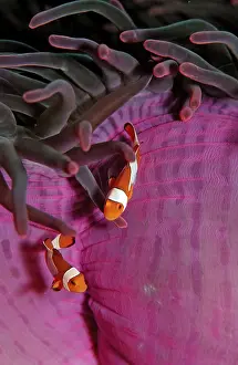 Two orange skunk clownfish, Amphiprion ocellaris