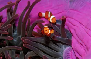 Two orange skunk clownfish, Amphiprion ocellaris