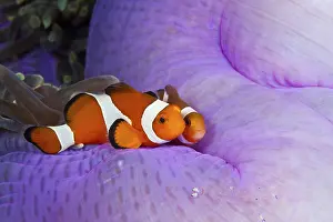 Orange skunk clownfish, Amphiprion ocellaris