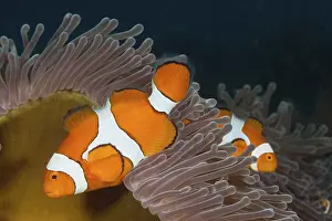 Orange skunk clownfish, Amphiprion ocellaris