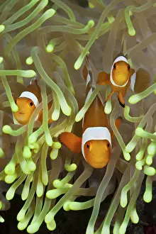 Orange skunk clownfish, Amphiprion ocellaris