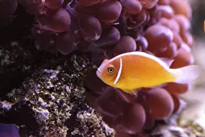 Orange skunk clownfish called Amphiprion perideraion is a species of anemonefish found in Australia