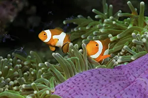 Orange skunk clownfish in magnificent anemone