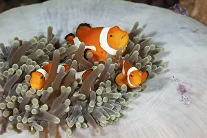 Orange skunk clownfish in splendour anemone