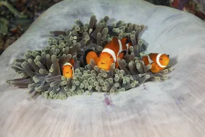 Orange skunk clownfish in splendour anemone