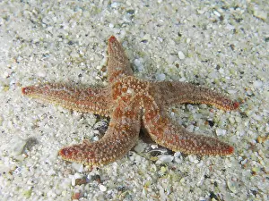 Orange spiny starfish (Marthasterias africana) Smooth morphotype on a sandy seabed