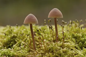 Orange spleenwort (Mycena crocata)