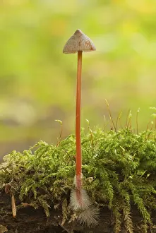 Orange spleenwort (Mycena crocata)