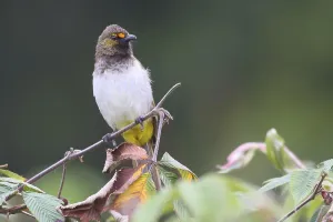 Orange-spotted Bulbul (Pycnonotus bimaculatus) female