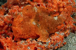 Orange-spotted frogfish (Antennarius pictus)