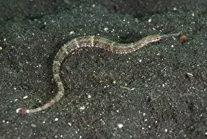 Orange-spotted pipefish (Corythoichthys ocellatus)