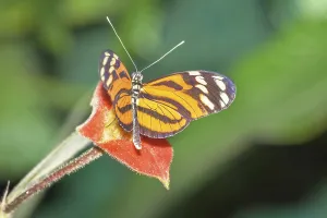 Orange-spotted Tiger Clearwing