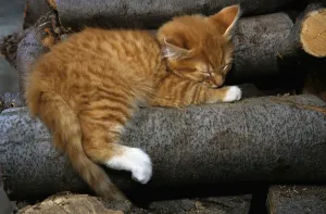 Orange tabby kitten sleeping on a woodpile
