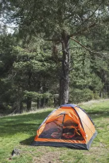 Orange tent in a pine forest. Sunlight
