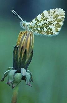 Orange tip (Anthocharis cardamines)