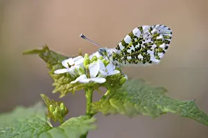 Orange tip (Anthocharis cardamines)