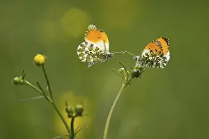 Two orange tip (Anthocharis cardamines)