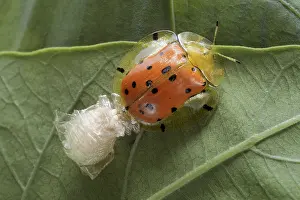 Orange Tortoise Beetle (Aspidimorpha westwoodii) adult