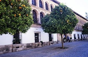 Orange trees in front of the town hall building in the historic centre of Ronda, Andalusia, Spain, Europe
