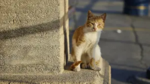 An orange and white cat sitting on a stone wall
