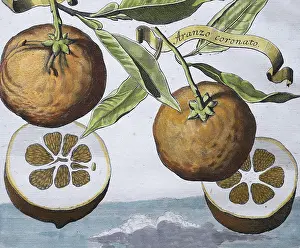 Oranges, aranzo coronato, Arango hermaphrodito coronato