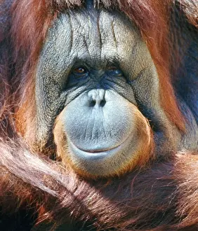 Orangutan