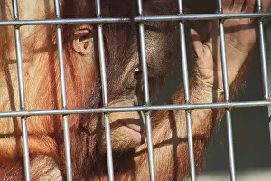 An orangutan behind bars indicates sadness and captivity