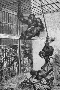 An Orangutan and a chimpanzee at the Berlin Aquarium