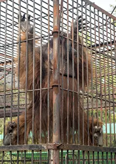 Orangutan climbing on the bars of the cage in Zoo