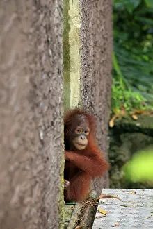 Orangutan. Photographed at a zoo