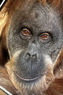 Orangutan (Pongo), Asien Erlebniswelt area
