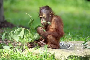Orangutan (Pongo pygmaeus), eating young